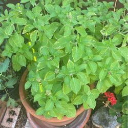 Large Organic Holly Basil