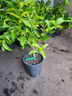 Bear limes plants