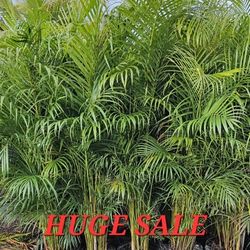 huge arecas only $28 Instant  Privacy Hedge For Fence Green Full 