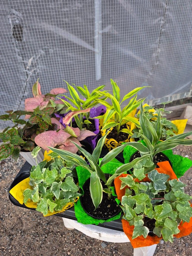 Plants 4" Pot $3 Each/ 2 For $5
