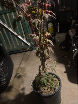 Red Japanese Maple  trees. About 5 feet.  To. 6 feet.