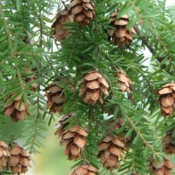 Western Hemlock Young Organic Well Established. 