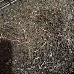 Fishing Worms. Home Grown. 25 Worms. 