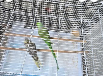 One parrot with cage