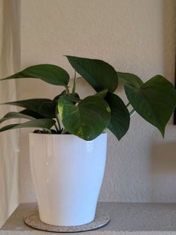 Healthy Beautiful Indoor Plant ( pothos)