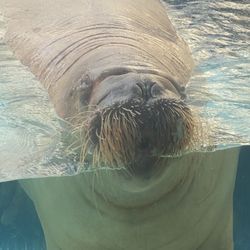 seaworld tickets 