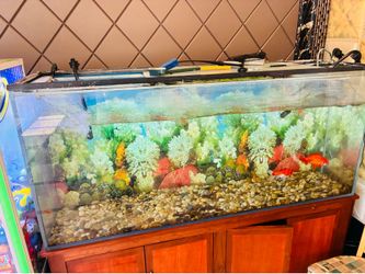 Aquarium Tank