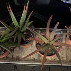  Haworthia Succulent Plants W/lots Of Red In It Great For Terrariums (pls Read Description Below)