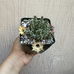 4” Stapelia Yellow