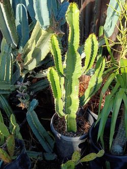 Euphoria cactus succulent plant