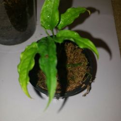 Monstera Obliqua Peru 