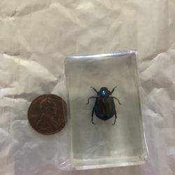 Taxidermy Baby Junebug 