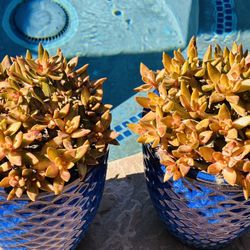 A Big Ceramic Blue Pot