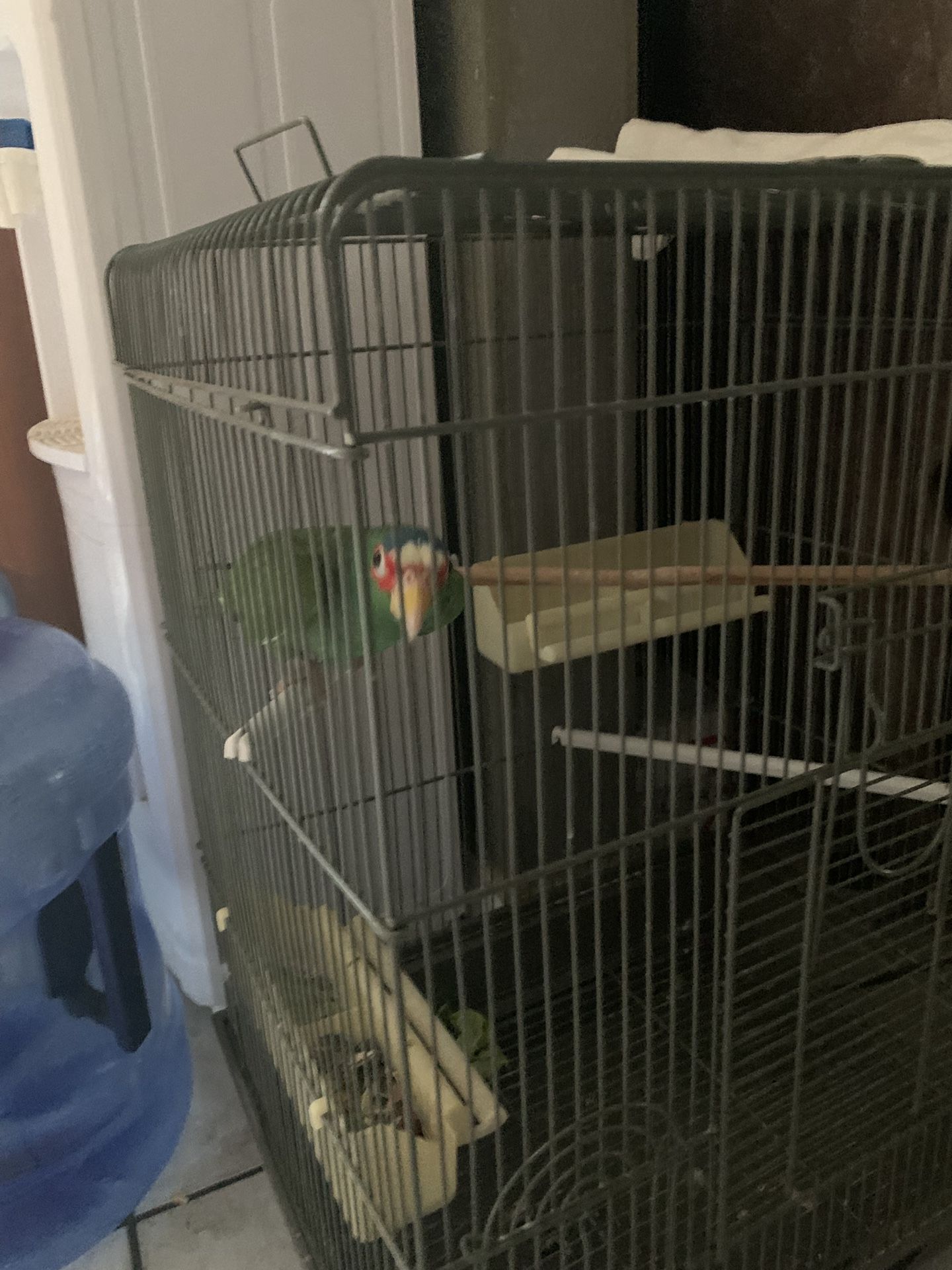 Bird Cage
