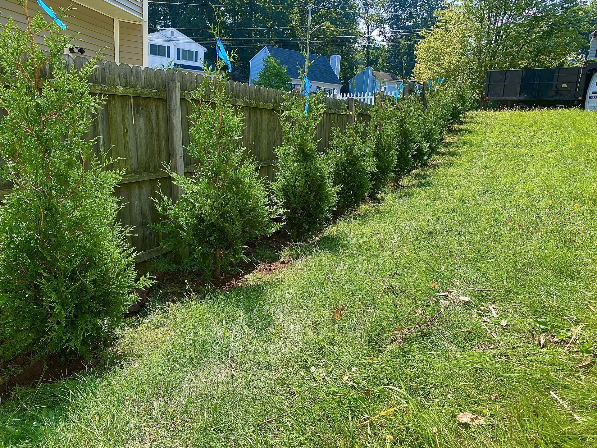 Privacy Tree Sale FREE DELIVERY! Emerald Green & Green Giants