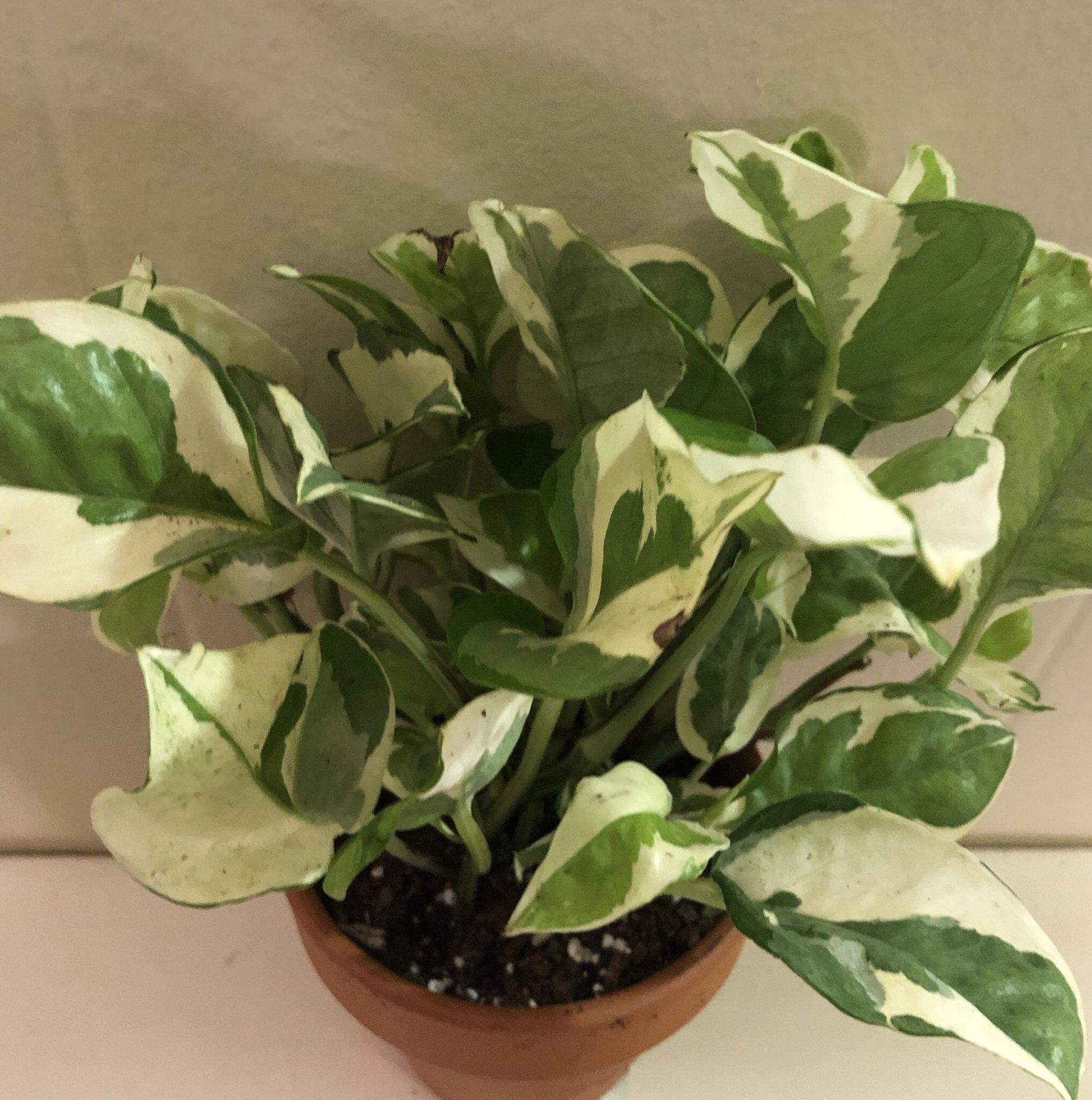 Pothos Epipremnum Aureum 'N'joy' in 4 inch pot Lush and beautiful Tropical Vining Variegated House Plant Similar to Pearls and Jade Lush Vining