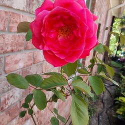 Rose 🌹 Plant