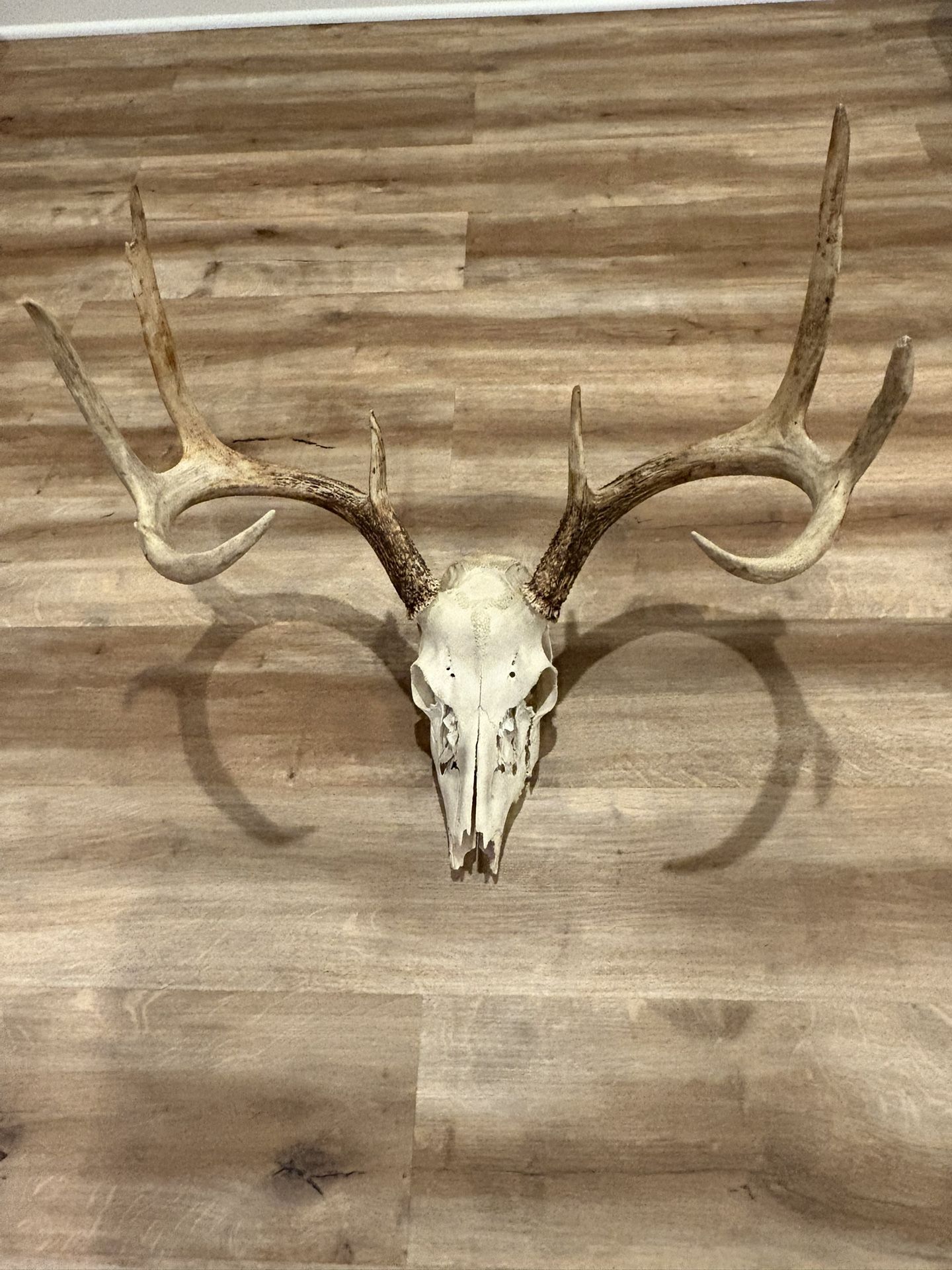 Whitetail deer skull / Taxidermy