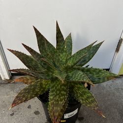 Soap Aloe Maculata Aka Saponaria 5 Gallon