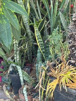 Snake plants and Plumeria cuttings