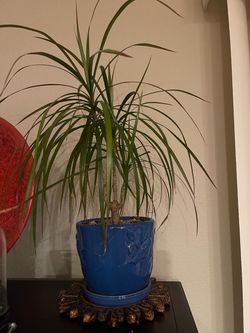 Free plants and pots