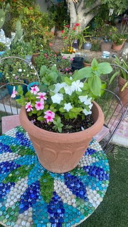 Vincas, zinnias, and midnight flowers, pink fuchsia