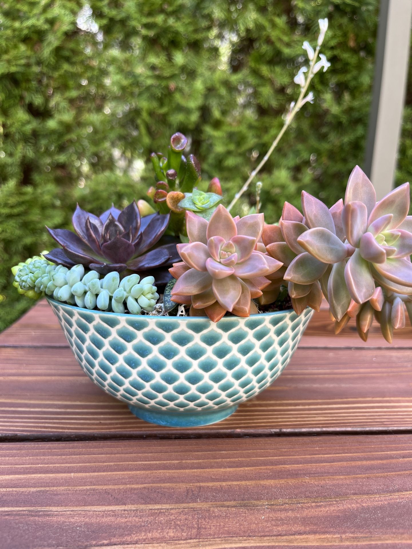 Succulent Collection 