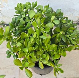 Jade plant, Live plant, 玉樹，Lucky plant, money plant , 發財樹