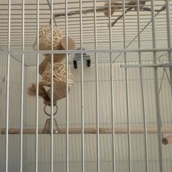 Bird Cage And Accessories 