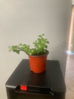 Elephant Bush Succulent