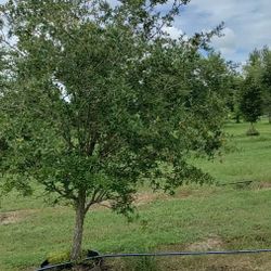 Oak trees, Crepe Myrtles, Cedars And A Variety Of Palm Trees