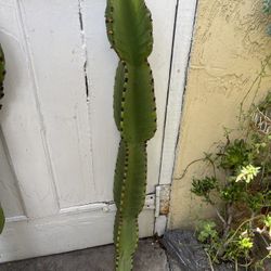3 ft Tall Euphorbia Candelabra Cactus Cutting