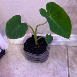 Baby Taro Plant/elephant Ear Plant