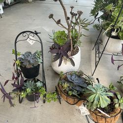 Beautiful Succulents 