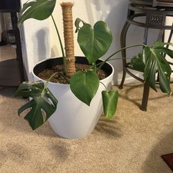 🌿 Monstera Plant in Modern White Pot