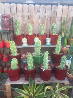 Totem pole cactus
