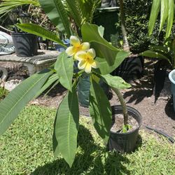 Frangipani Plant