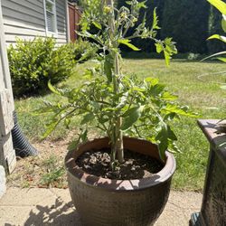 Tomato Plant In Pot 