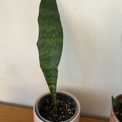 Whale Fin House Plant