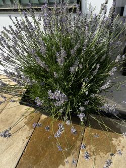 Lavender Plants , Bundles And Sachets