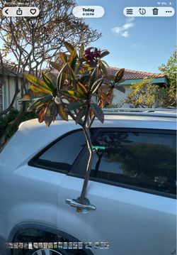 Hilo dark red plumeria cutting. Large