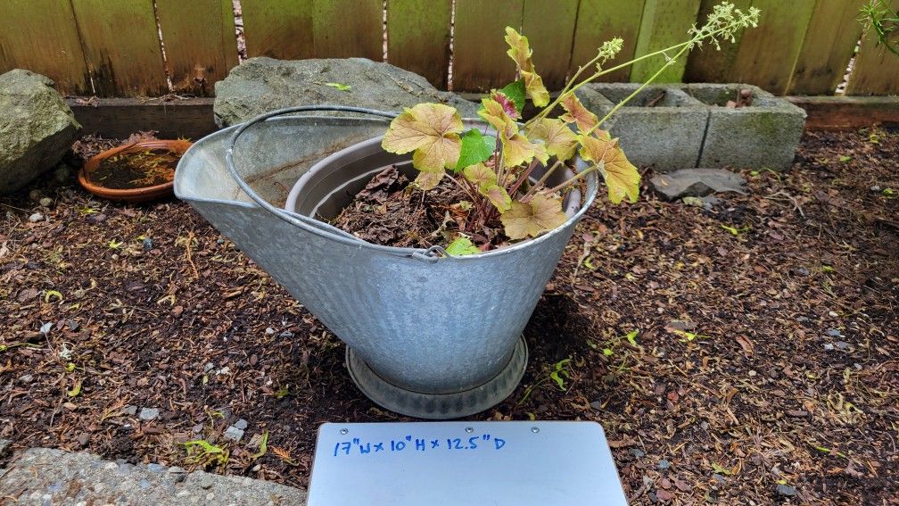 Superb, Multi- Use & Decorative Garden Metal Pail/ Planter with Heuchera