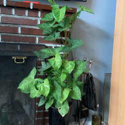 Planta Verde De Sombra 