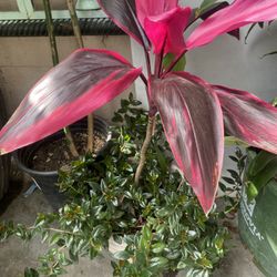 Plantas