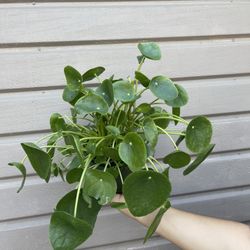 6” Pilea Money Plant Super Full 