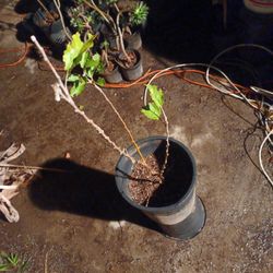 Apple Tree