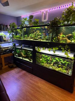 Aquarium plants
