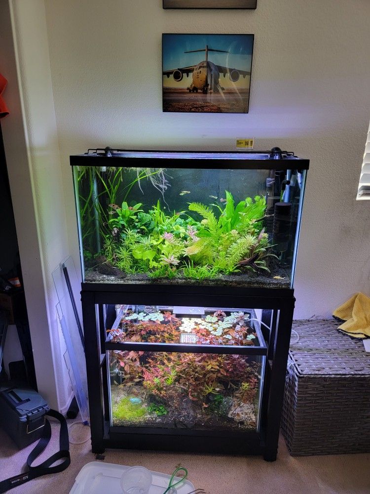 30g and 20g Fish Tanks, Stand, Lights, and Filters