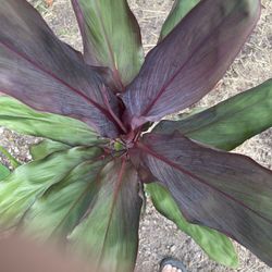 Plants