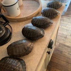 Taxidermy Turtle Shells!! $30 Each 
